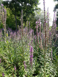 Etang & parcours des oiseaux | Cléry-sur-Somme