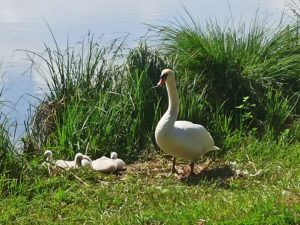Etangs Clery sur somme
